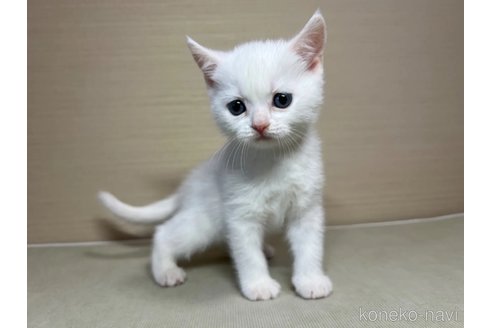成約済の茨城県のスコティッシュフォールド-102836の2枚目